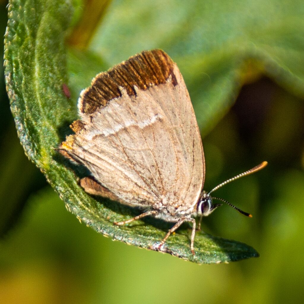Blauer Eichen-Zipfelfalter