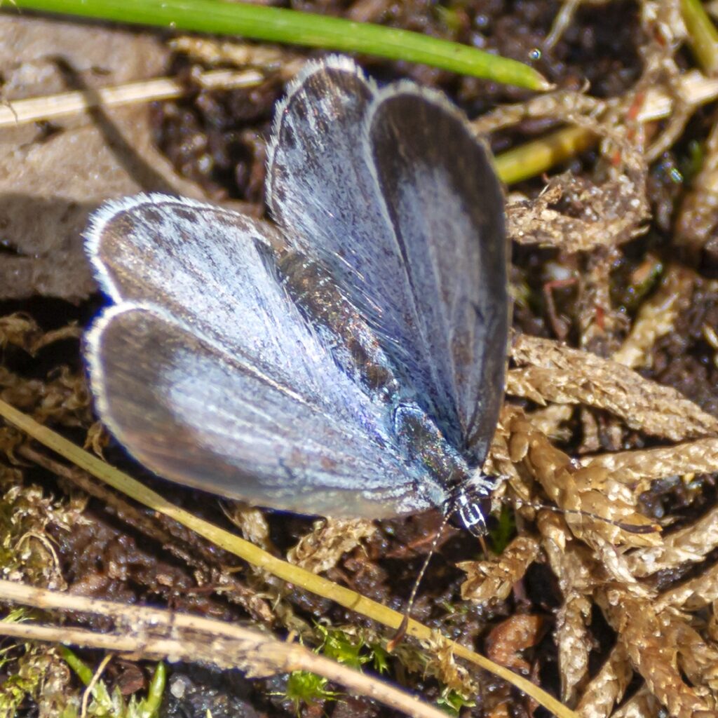 Faulbaum-Bläuling (Celastrina argiolus)
