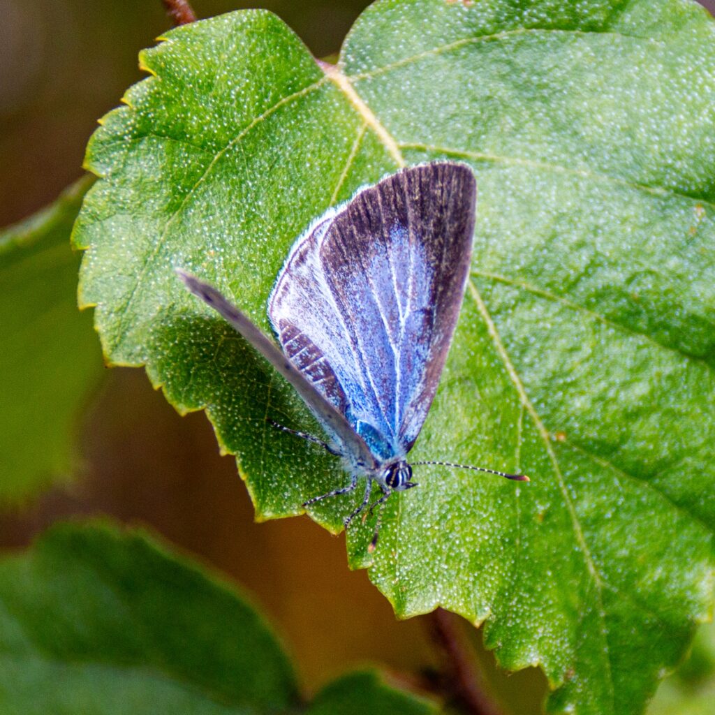 Faulbaum-Bläuling (Celastrina argiolus)