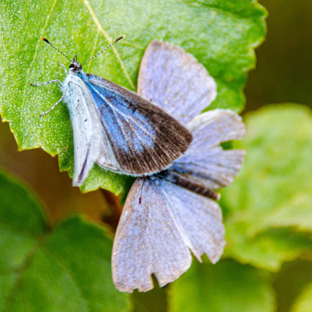 Faulbaum-Bläuling (Celastrina argiolus)