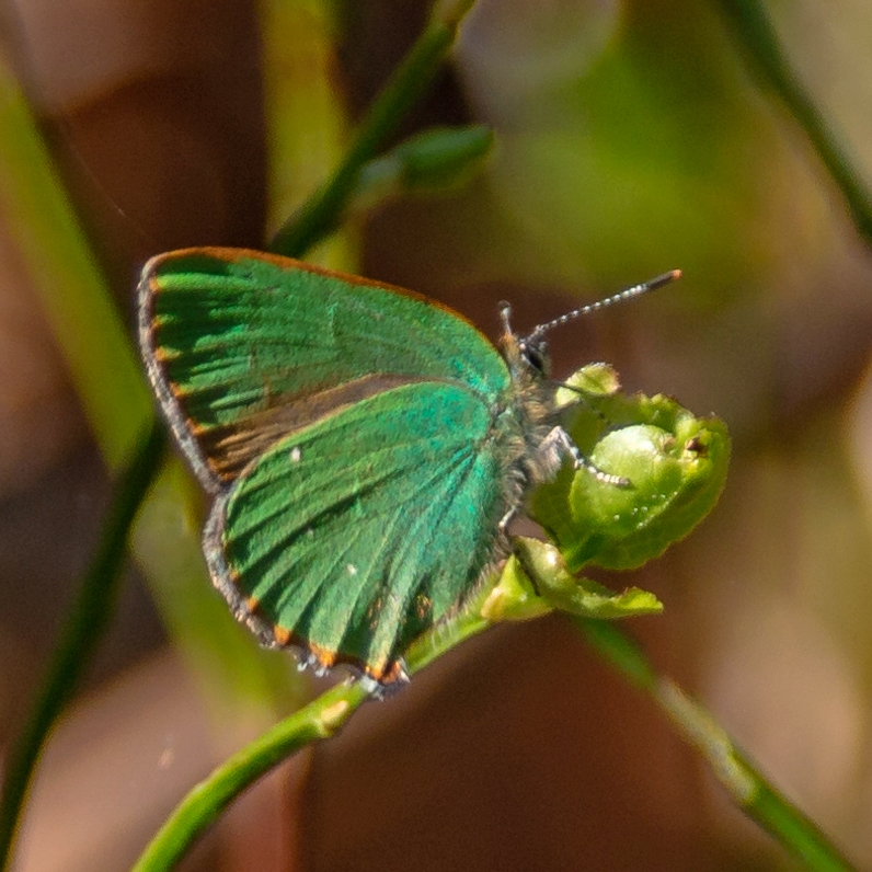 Bronbeerzipfelfalter, Grüner Zipfelfalter