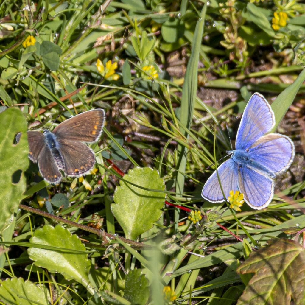 Hauhechel-Bläuling (Polyommatus icarus)