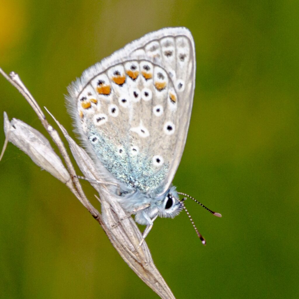 Hauhechel-Bläuling (Polyommatus icarus)
