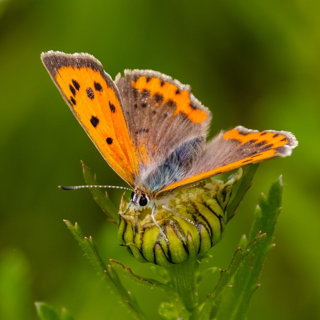 Kleiner Feuerfalter (Lycaena phlaeas)