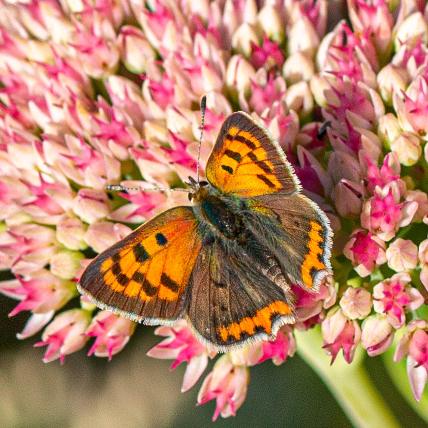 Kleiner Feuerfalter (Lycaena phlaeas)