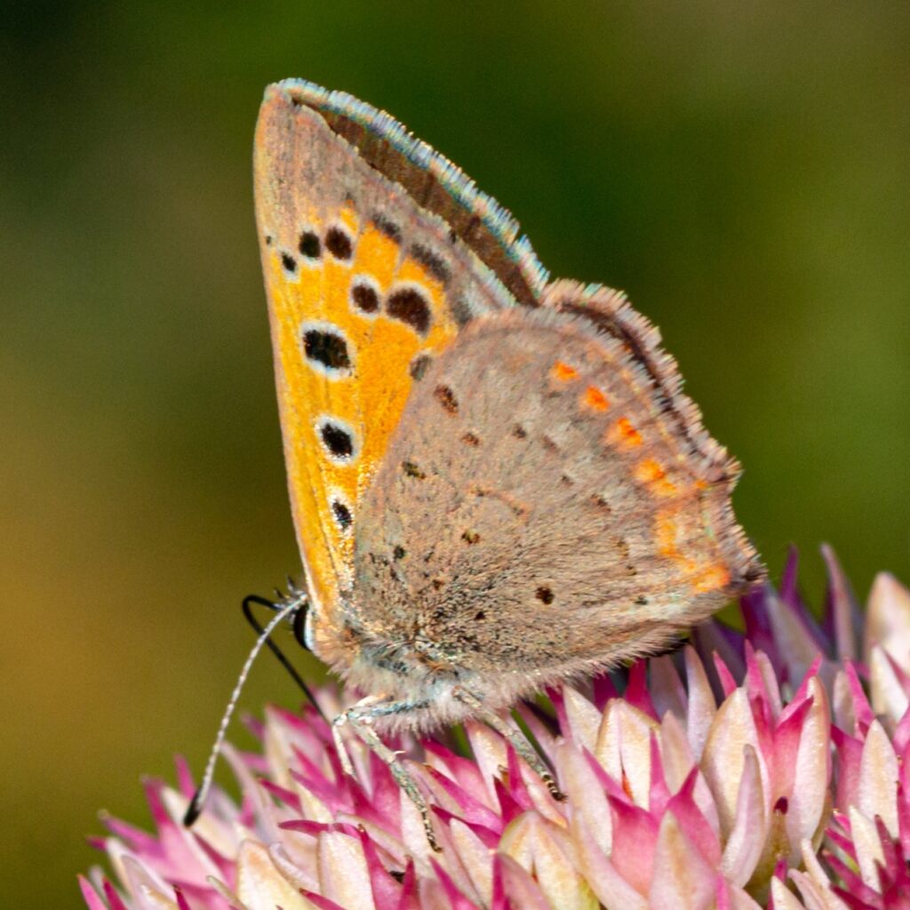 Kleiner Feuerfalter (Lycaena phlaeas)