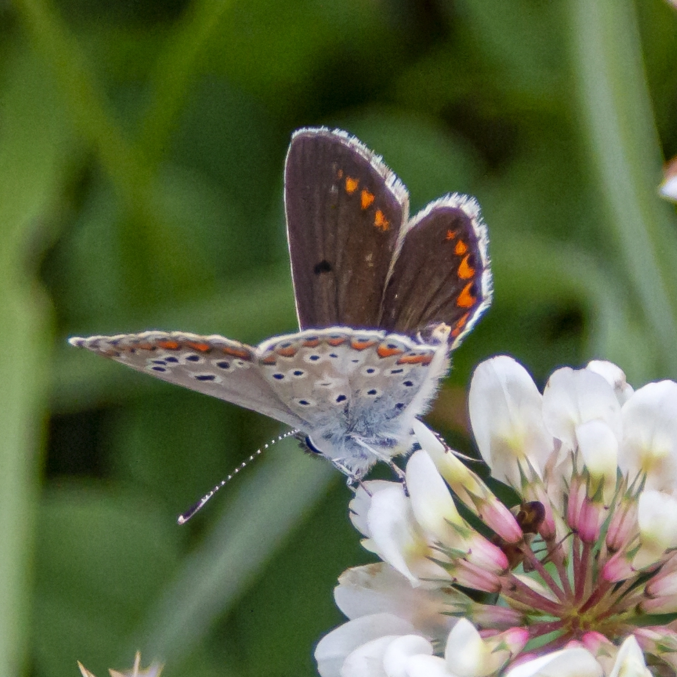 Kleiner Sonnenröschen-Bläuling (Aricia agestis)