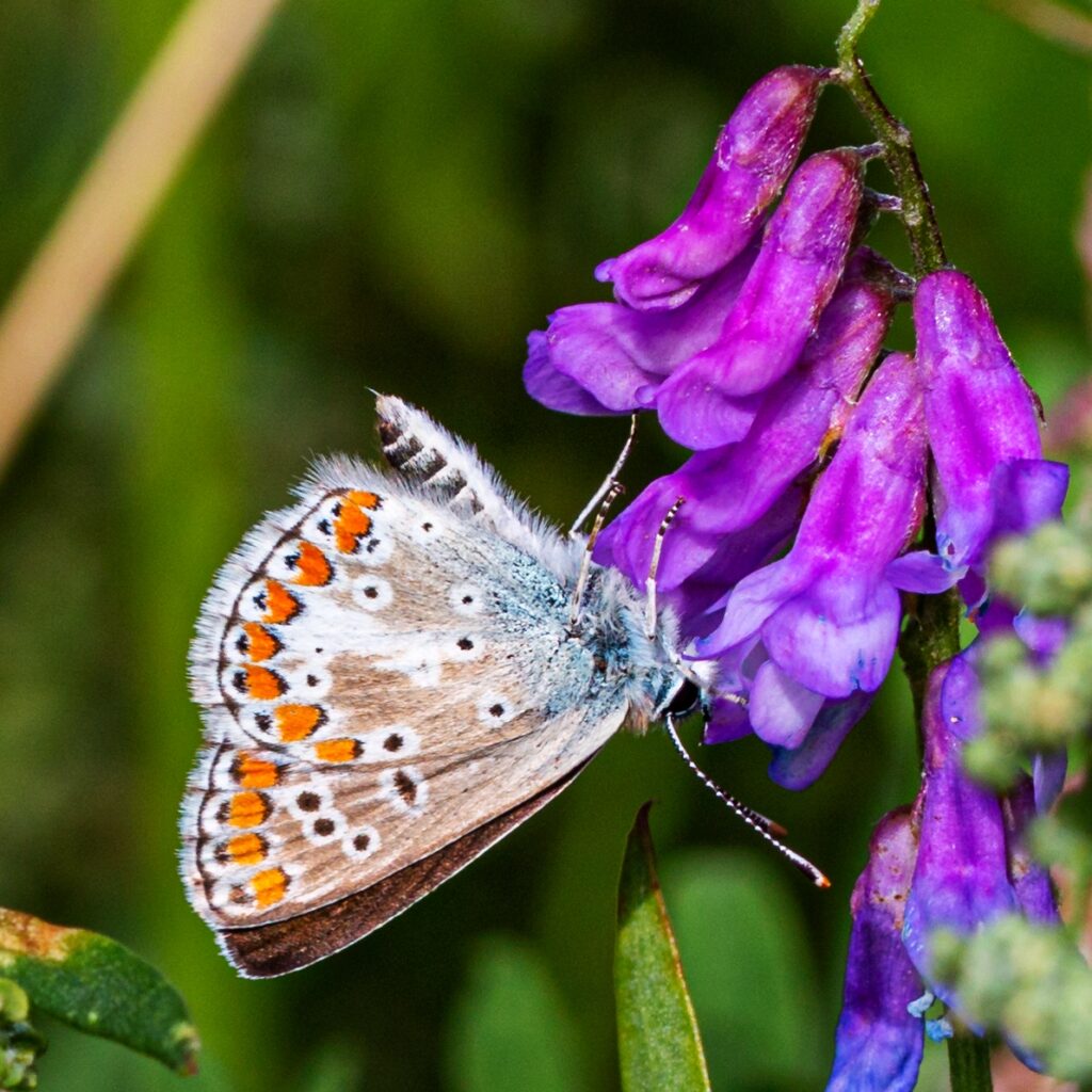 Kleiner Sonnenröschen-Bläuling (Aricia agestis)