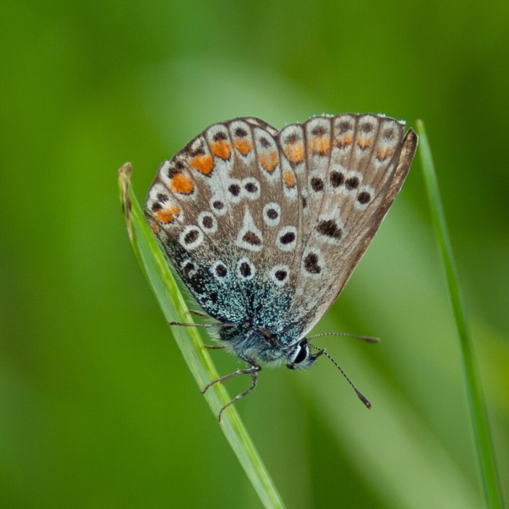 Kleiner Sonnenröschen-Bläuling (Aricia agestis)